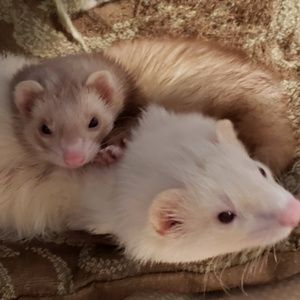 Meet your Posher, Pidge